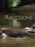 Story movie - 浣熊：新欧洲人 / Raccoons