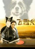 Story movie - 飞盘犬
