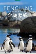 Story movie - 企鹅家族 / 企鹅与种族,BBC Penguins: Meet the Family